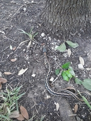 Thamnophis cyrtopsis ocellatus