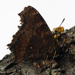 Nymphalis xanthomelas