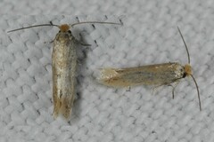 Bucculatrix cristatella