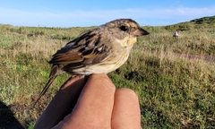 Emberiza personata