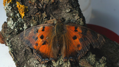 Nymphalis xanthomelas