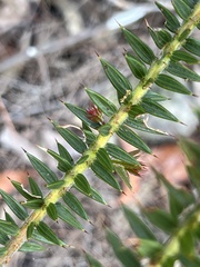 Acacia oxycedrus