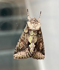 Allophyes oxyacanthae