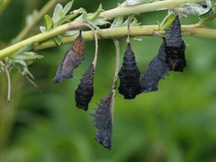 Nymphalis xanthomelas