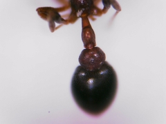 Cardiocondyla mauritanica