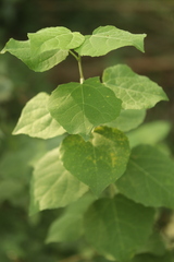 Populus tremula