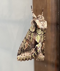 Allophyes oxyacanthae