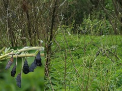 Nymphalis xanthomelas