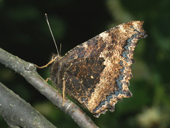 Nymphalis xanthomelas