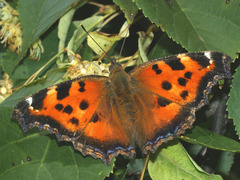 Nymphalis xanthomelas