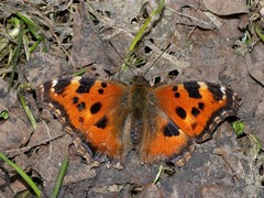 Nymphalis xanthomelas