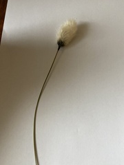 Eriophorum vaginatum