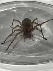 Cheiracanthium punctorium