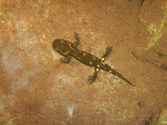 Salamandra salamandra