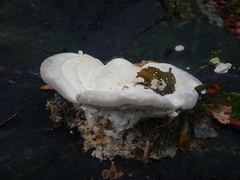 Climacocystis borealis