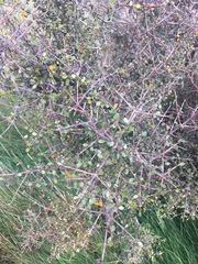 Coprosma crassifolia