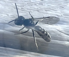 Lasioglossum coriaceum