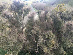 Coprosma crassifolia