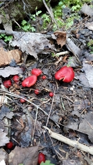 Hygrocybe coccinea