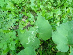 Phytomyza lappae