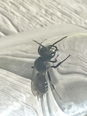 Lasioglossum coriaceum