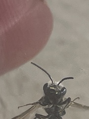 Lasioglossum coriaceum