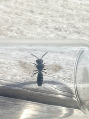 Lasioglossum coriaceum