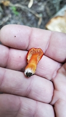 Hygrocybe coccinea