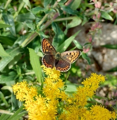 Lycaena tityrus