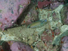 Mecaenichthys immaculatus
