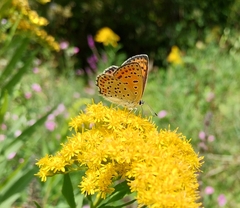 Lycaena tityrus