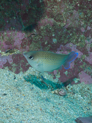 Mecaenichthys immaculatus