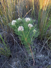 Serruria ascendens