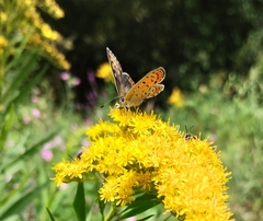 Lycaena tityrus