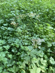Chaerophyllum aromaticum