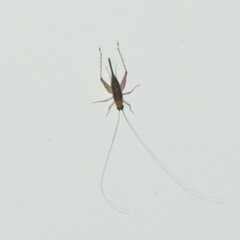 Homoeoxipha lycoides