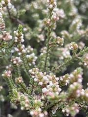 Micromyrtus blakelyi