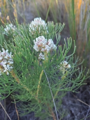 Serruria ascendens