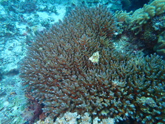 Acropora
