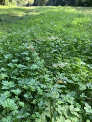 Chaerophyllum aromaticum