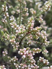 Micromyrtus blakelyi