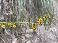 Daviesia umbellulata