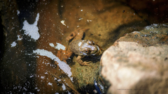 Lithobates catesbeianus