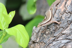 Eutropis carinata