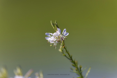 Oenothera lindheimeri