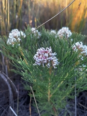 Serruria ascendens