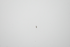 Homoeoxipha lycoides