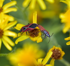 Neacoryphus bicrucis