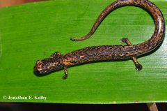 Nototriton brodiei