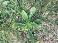 Plantago australis
